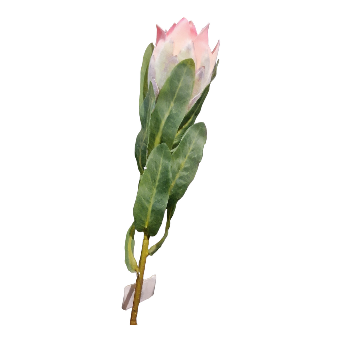 Pink King Protea i plast