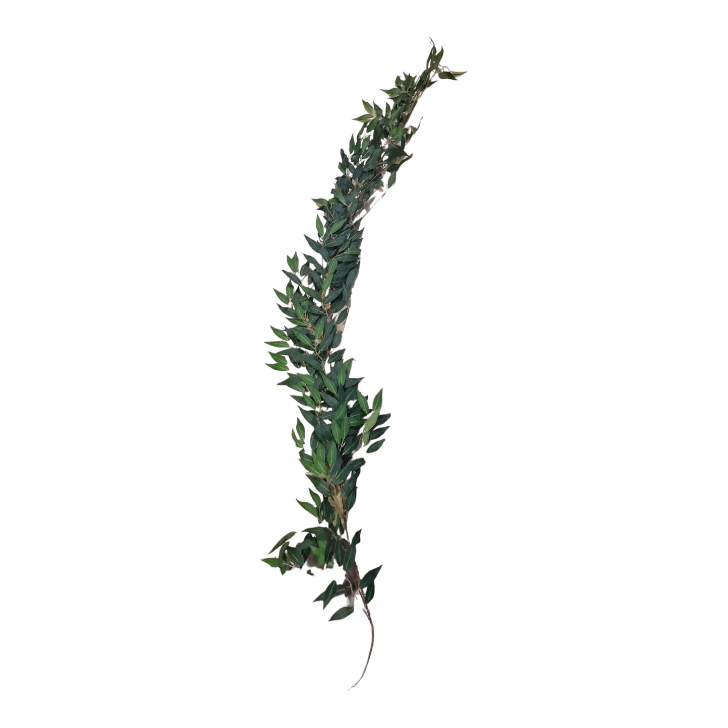 Olivkvist girlang 170cm