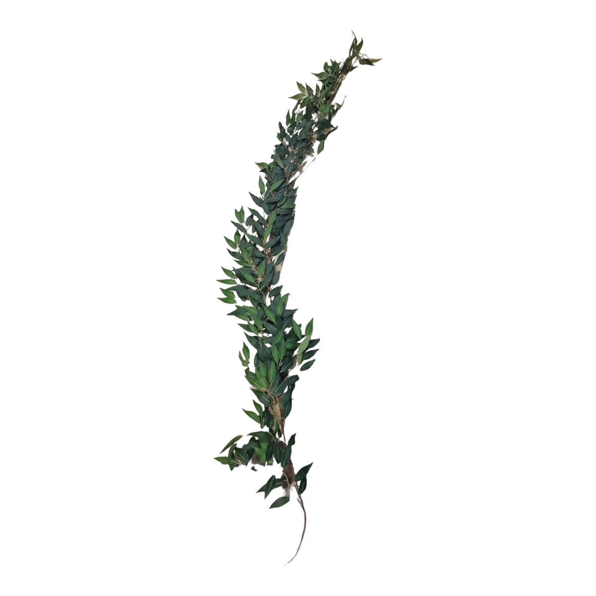 Olivkvist girlang 170cm
