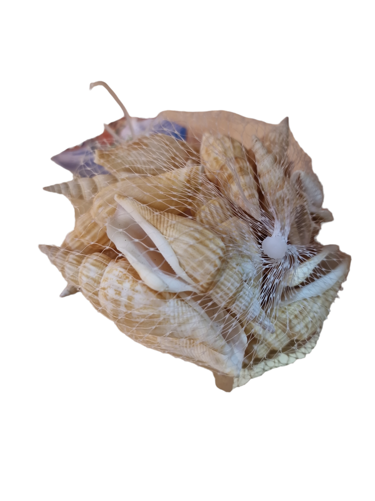 snäckor